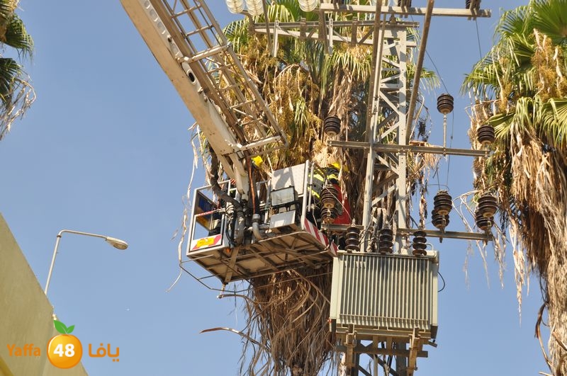 cat lud 910 (13).JPG